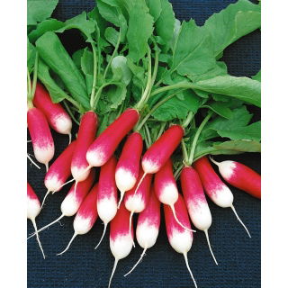 Rzodkiewka Opolanka - NANO-GRO - 30% większe zbiory