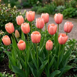 Tulipan morelowy - Apricot - GIGA paczka! - 250 szt.