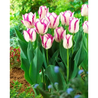 Tulipan Affaire - duża paczka! - 50 szt.