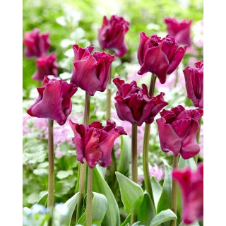 Tulipan Negrita Crown - duża paczka! - 50 szt.