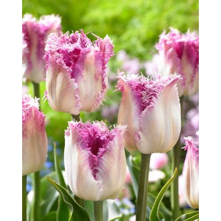 Tulipan Oviedo - duża paczka! - 50 szt.