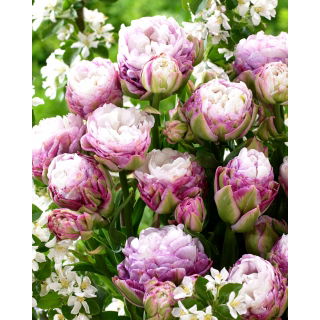 Tulipan Peggy Wonder - duża paczka! - 50 szt.