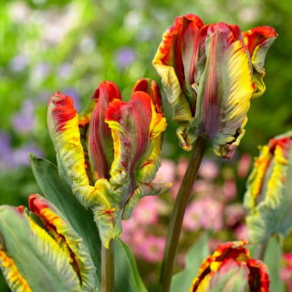 Tulipan Rasta Parrot - duża paczka! - 50 szt.