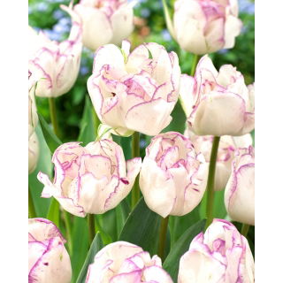 Tulipan Shirley Double - duża paczka! - 50 szt.