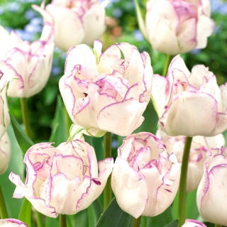 Tulipan Shirley Double - duża paczka! - 50 szt.