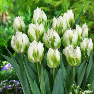 Tulipan Snow Valley - duża paczka! - 50 szt.