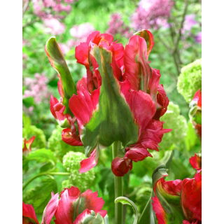 Tulipan Red Wave - duża paczka! - 50 szt.