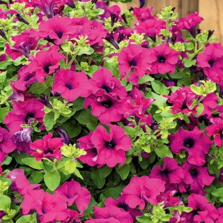 Petunia zwisająca - fioletowa