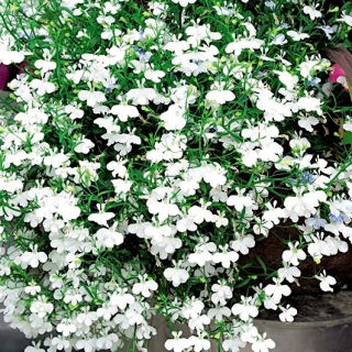 Lobelia zwisła biała