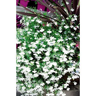 Lobelia zwisła biała