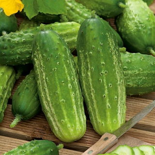 Ogórek Edyp F1 - NANO-GRO - 30% większe zbiory
