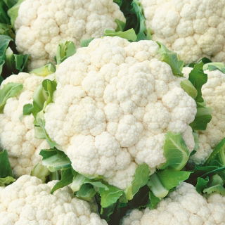 Kalafior Snowball X - średniopóźny