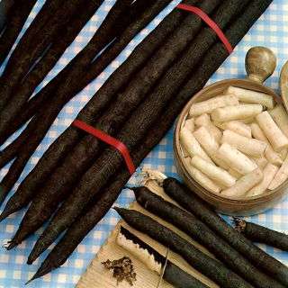 Skorzonera Hoffmanns Schwarze Pfahl