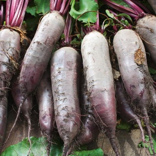 Burak ćwikłowy Tytus