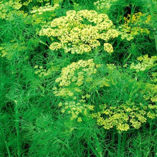 Koper ogrodowy Skaner