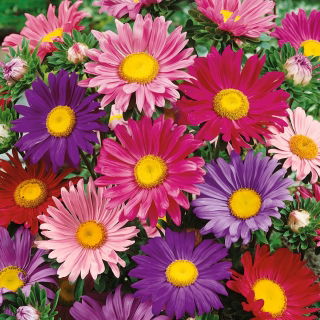 Aster pojedynczy - mieszanka
