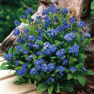 Niezapominajka Indigo - ciemnoniebieska