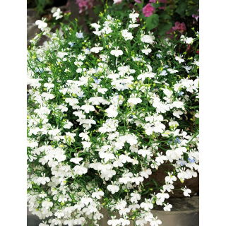 Lobelia zwisła biała