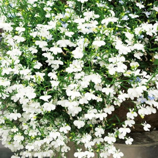 Lobelia zwisła biała