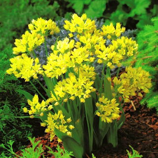 Czosnek złocisty - Allium moly - GIGA paczka! - 1000 szt.