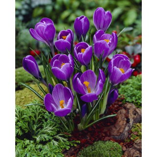 Krokus Remembrance - GIGA paczka! - 500 szt.