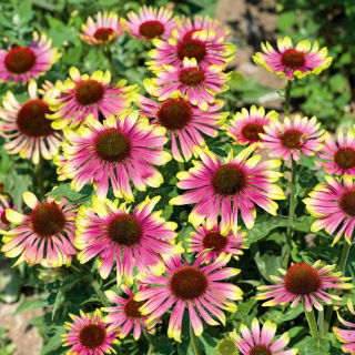 Jeżówka różowo-zielona - Green Twister