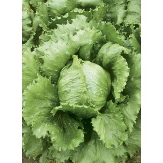 Sałata Kumak - NANO-GRO - 30% większe zbiory