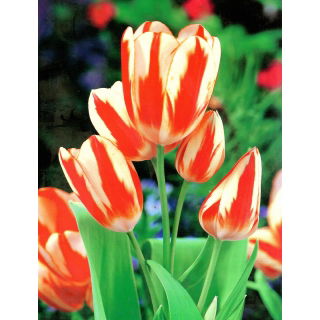 Tulipan Sylvia Warder - duża paczka! - 50 szt.