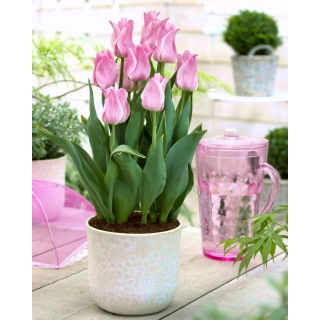 Tulipan Miss Elegance - duża paczka! - 50 szt.