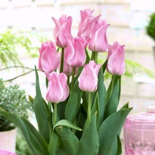 Tulipan Miss Elegance - duża paczka! - 50 szt.
