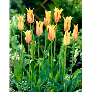 Tulipan Mona Lisa - duża paczka! - 50 szt.