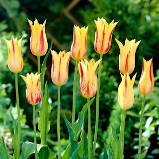 Tulipan Mona Lisa - duża paczka! - 50 szt.