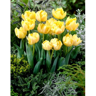 Tulipan Montreux - duża paczka! - 50 szt.