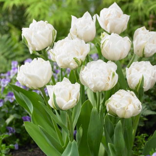 Tulipan Mount Tacoma - duża paczka! - 50 szt.