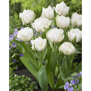 Tulipan Mount Tacoma - duża paczka! - 50 szt.