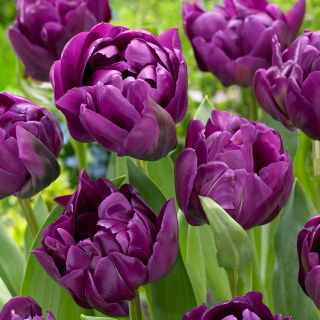 Tulipan Negrita Double - duża paczka! - 50 szt.