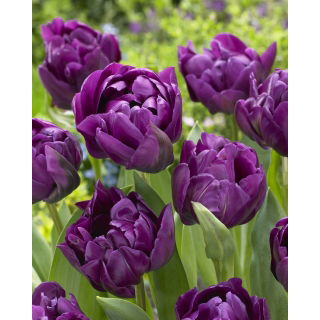 Tulipan Negrita Double - duża paczka! - 50 szt.