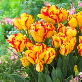 Tulipan Outbreak - duża paczka! - 50 szt.