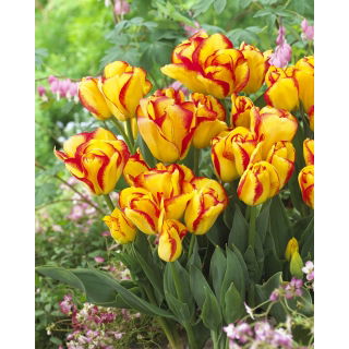 Tulipan Outbreak - duża paczka! - 50 szt.