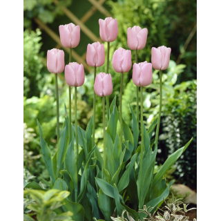 Tulipan Pink Diamond - duża paczka! - 50 szt.