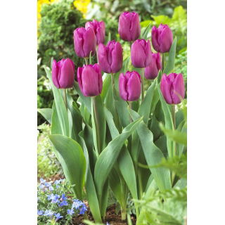 Tulipan Purple Prince - GIGA paczka! - 250 szt.