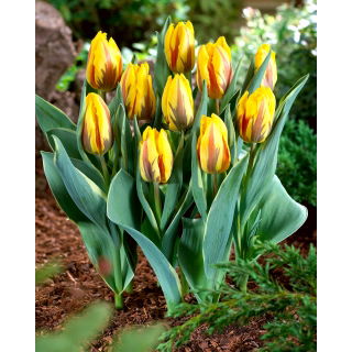 Tulipan Ravana - duża paczka! - 50 szt.