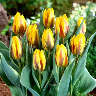 Tulipan Ravana - duża paczka! - 50 szt.
