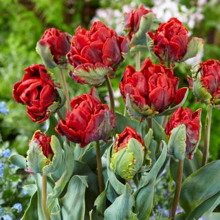 Tulipan Rococo Double - pełny - duża paczka! - 50 szt.
