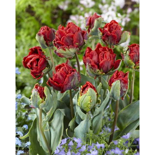 Tulipan Rococo Double - pełny - duża paczka! - 50 szt.