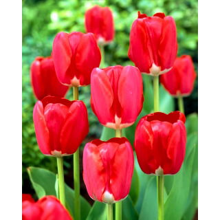 Tulipan Spring Song - duża paczka! - 50 szt.