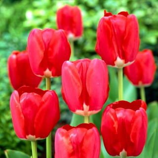 Tulipan Spring Song - duża paczka! - 50 szt.