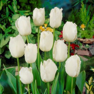 Tulipan Swan Wings - duża paczka! - 50 szt.