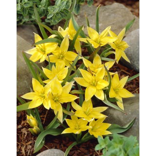 Tulipan Urumiensis - duża paczka! - 50 szt.