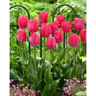 Tulipan Van Eijk - GIGA paczka! - 250 szt.